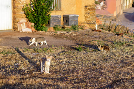Abandoned stray cats in the streets of Tarragona, Spainの写真素材