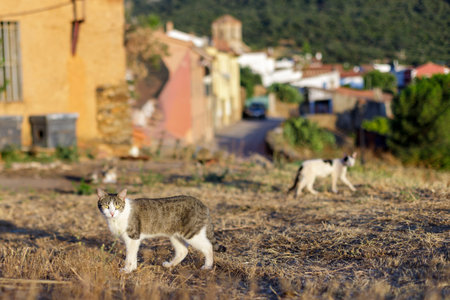 Domestic cat in the village on the background of houses and mountainsの写真素材