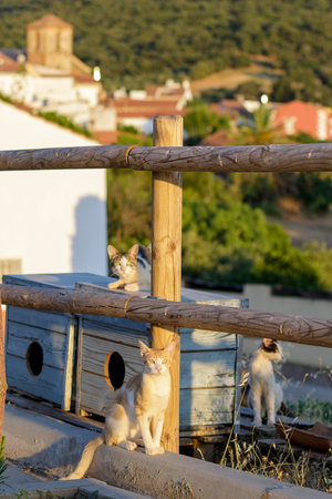 Cat sitting on a wooden fence in the village of San Miguel, Portugalの写真素材