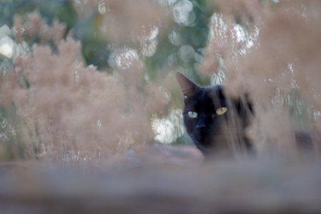 Black cat looking at the camera with blurred background of grass and flowersの写真素材