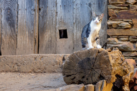 Domestic cat sitting on a log in front of a rustic wallの写真素材