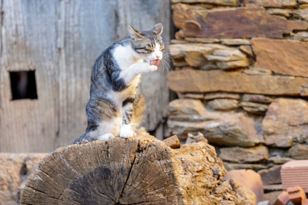 Domestic cat sitting on a log in front of a stone wallの写真素材