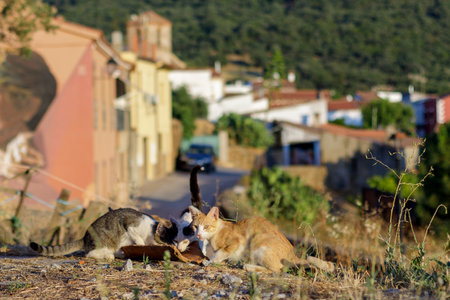 Two stray cats playing with a piece of bread in the village.の写真素材