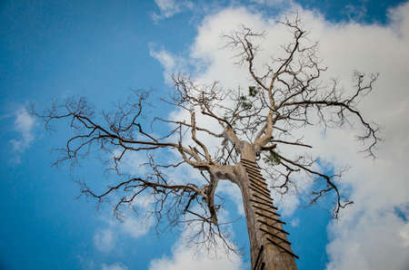 branchの写真素材