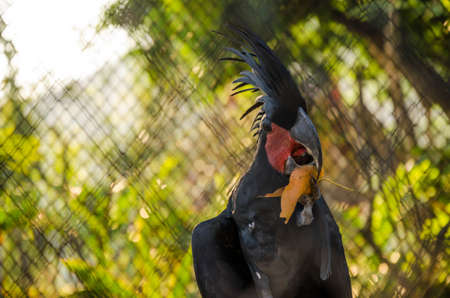 black bird of preyの写真素材
