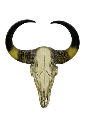 isolated bull skullの写真素材