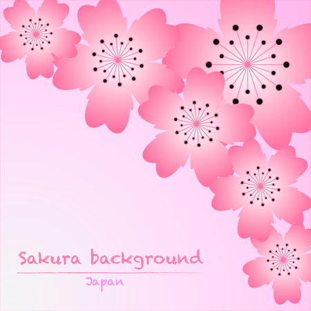 pink cherry blossom (Sakura) background on pink backgroundのイラスト素材