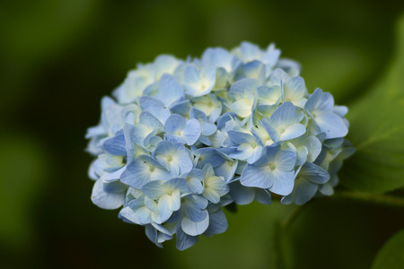 Hydrangea