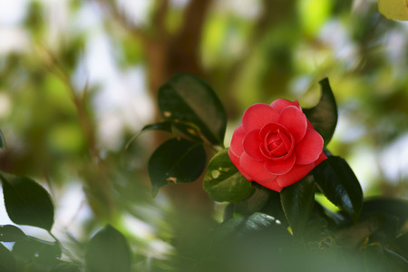 Camelliaの写真素材