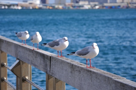 Four Seagullsの写真素材