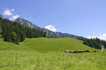 Meadow in Maienfeld, Switzerlandのeditorial素材