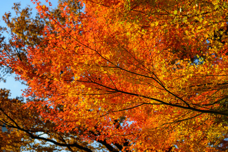 Koishikawa Korakuen Garden in Autumn in Tokyoの写真素材