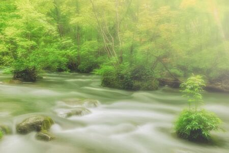 Fresh green Oirase mountain streamの写真素材