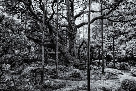 The amazing garden of Hosen-in templeの写真素材