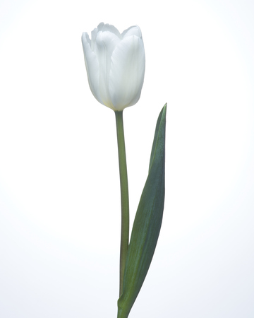 tulip flower springの写真素材
