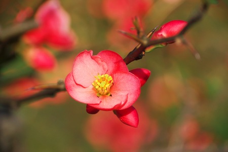 Begonia Dragon wingの写真素材