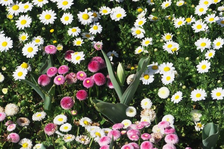English daisyの写真素材