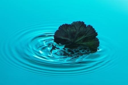 Blue leafの写真素材