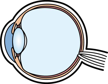 Eyeball structure illustrationのイラスト素材