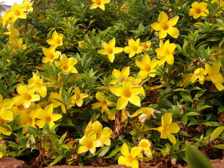 Some very nice looking yellow flowers that were planted near the lagoons. Taken at the Ko Olina...
