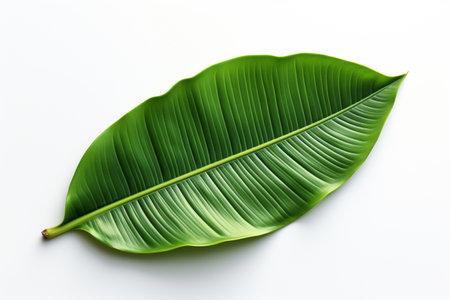 Paper Banana Leaf on white background. A high quality image making by generative ai.の素材