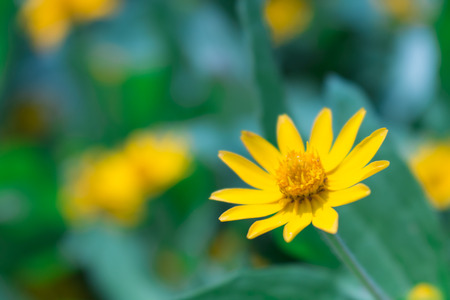 flowers yellowの写真素材