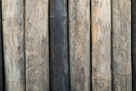 bambooの写真素材