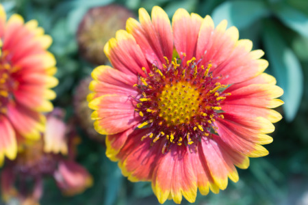 flowers redの写真素材