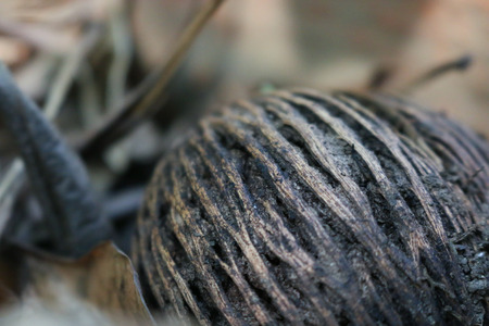 Pong pong seedの写真素材