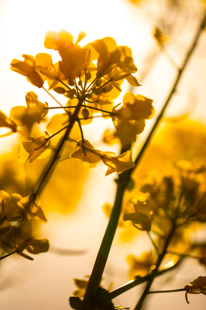 canola flowerの写真素材