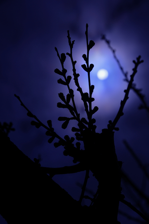 Silhouette of the cherry butts emerged by the full moon light