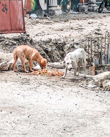 Two Dogs who are looking for foods in the street of Manila showing that the world is cruel place for...
