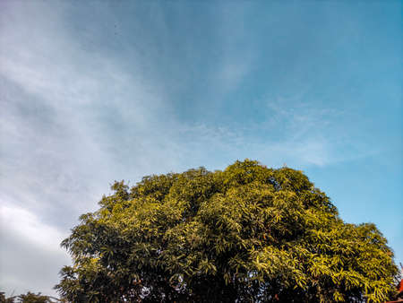 There always that beauty of the leaves of tree.の写真素材
