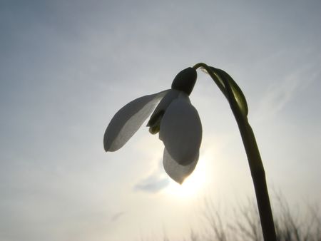 snowdrop on grass                               の写真素材