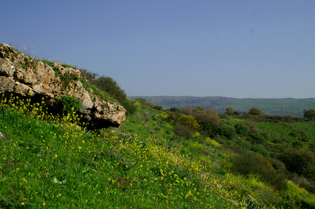 Golan Israel Meadow on the grass.の写真素材