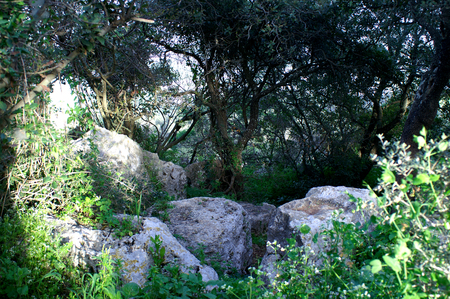 Green View Israel Mediterraneanの写真素材