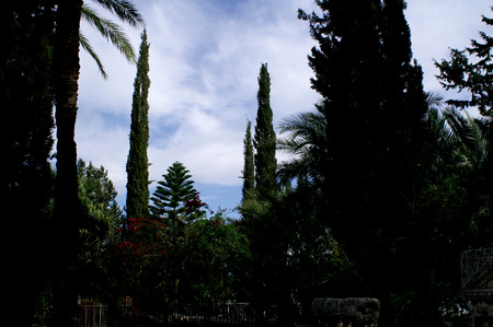 Historical Israel Copernaum Treesのeditorial素材