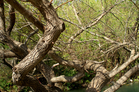 Old Tree Croatia Travel Landscapeの写真素材