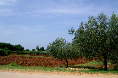 Croatia View Landscape Field and Treeの写真素材