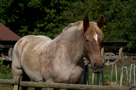 horse at farmの写真素材