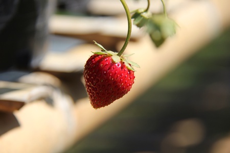 Close up strawberryの素材