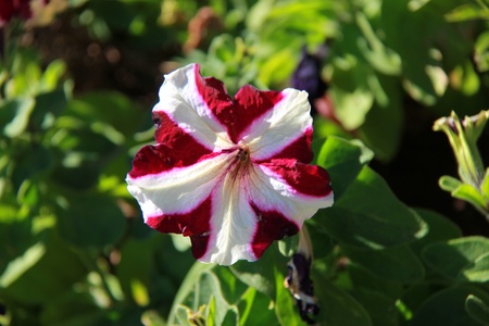 Red and white flower in the garden.の素材