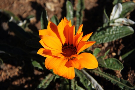 Orange flowerの素材