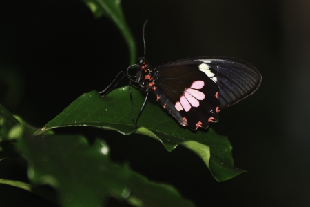 Cattle Heart butterfly on a leafの写真素材