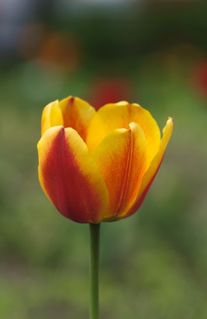 yellow tulip close-upの写真素材