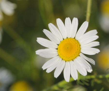 field daisywheel close-upの写真素材