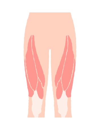 Thigh Musclesの写真素材