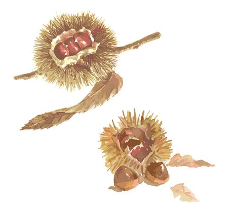 Chestnutの写真素材
