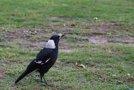 Australian Magpieの写真素材