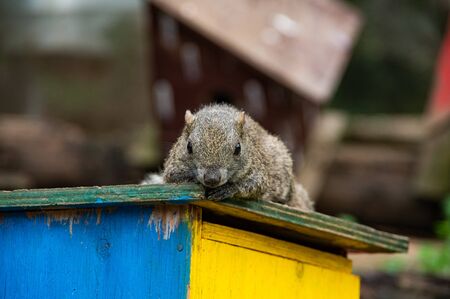 Taiwan squirrels